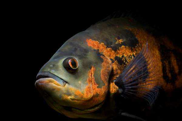 image نکته های مفید و نحوه نگهداری ماهی اسکار آکواریومی