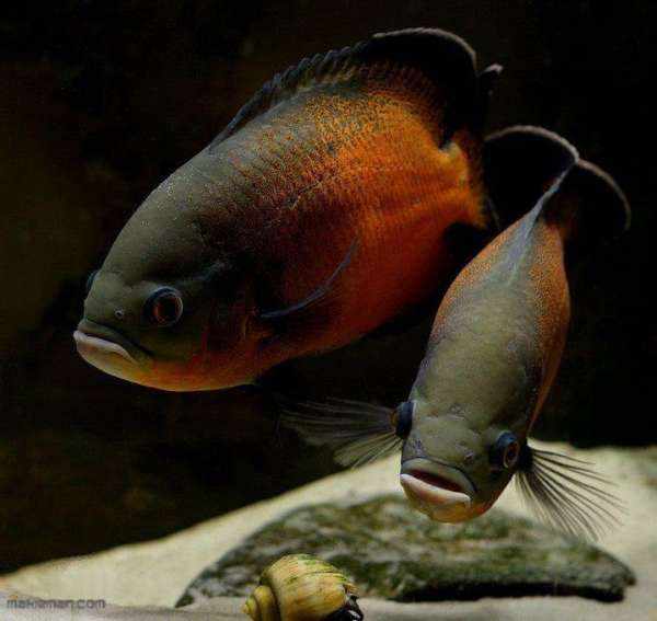 image نکته های مفید و نحوه نگهداری ماهی اسکار آکواریومی