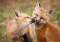image عکسی زیبا از بازیگوشی روباه ها
