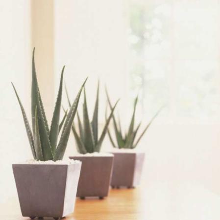 image گیاهانی که می توان در آپارتمان های کم نور و بسته نگهداشت
