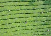 image تصویری هوایی از یک مزرعه چای در چین