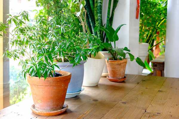 image آموزش نحوه نگهداری از گیاهان در آپارتمان