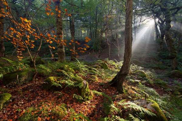 image عکس های دیدنی و توضیحات زیباترین جنگلها در کره زمین
