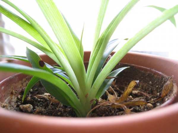 image گیاهانی که نگهداری آنها در خانه شما را سالم و سلامت میکند