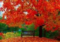 image متن های زیبا و کامل انشا درباره فصل پاییز