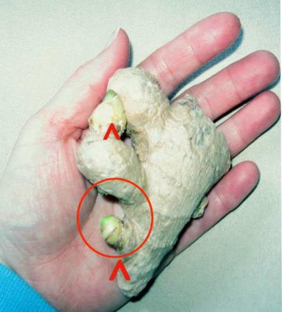 image آموزش مرحله ای کاشت زنجبیل در گلدان