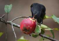 image تصویری زیبا از میوه خوردن یک پرنده