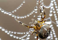 image تصویری زیبا از تور نمناک یک عنکبوت آمریکا
