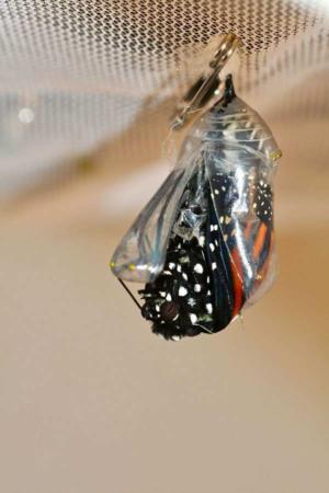 image تصاویر دیدنی از تبدیل شدن پیله کرم به پروانه ای زیبا
