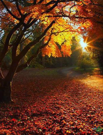 image تصاویر فوق العاده زیبا و دیدنی از فصل پاییز