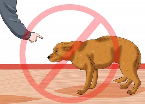 image چطور جلوی پارس کردن های مزاحم سگ را بگیرید