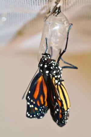 image تصاویر دیدنی از تبدیل شدن پیله کرم به پروانه ای زیبا