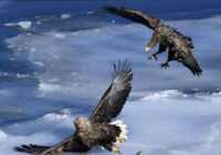 image تصویری از دعوای دو عقاب بر سر یک ماهی روسیه