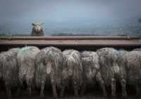 image عکسی از مزرعه پرورش گوسفند در کندال بریتانیا