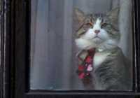 image عکس گربه جولیان آسانژ موسس ویکی لیکس پشت پنجره سفارت در لندن