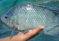 image چرا مصرف ماهی تیلا پیا برای سلامتی مضر است