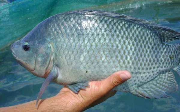 image چرا مصرف ماهی تیلا پیا برای سلامتی مضر است