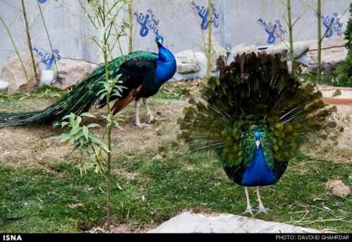 image گزارش تصویری دیدنی از باغ پرندگان تهران