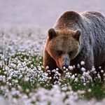 image تصاویر زیبای حیوانات هنگام بوییدن گل