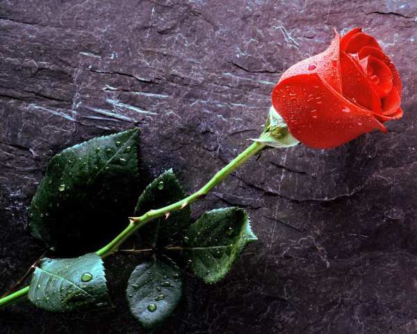 image تصاویر زیبای گل رز برای عکس پروفایل