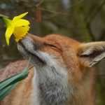 image تصاویر زیبای حیوانات هنگام بوییدن گل