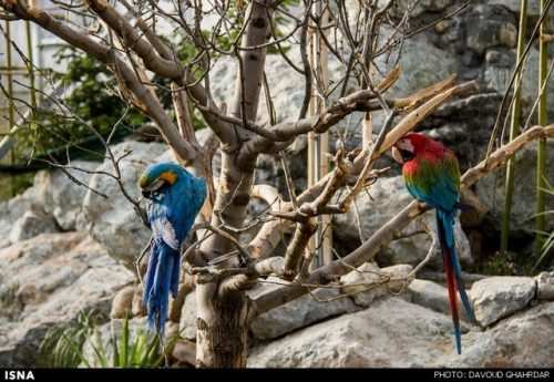 image گزارش تصویری دیدنی از باغ پرندگان تهران