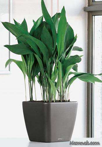 image چه گل و گیاهی برای نگهداری در آپارتمان با نور کم مناسب است