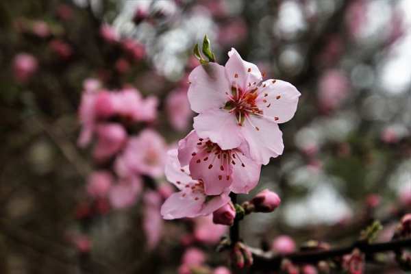 image تصاویر فوق العاده زیبا از شکوفه های بهاری
