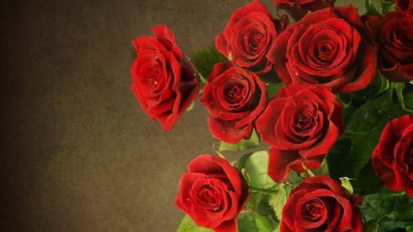 image تصاویر زیبای گل رز برای عکس پروفایل