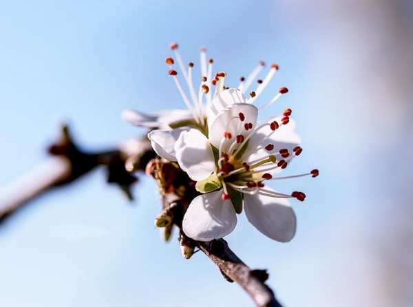 image تصاویر فوق العاده زیبا از شکوفه های بهاری