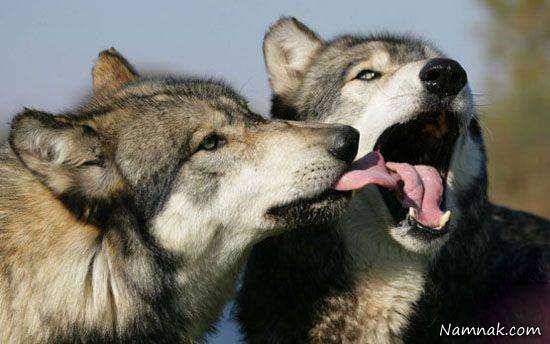 image نکاتی جالب و خواندنی درباره زندگی گرگ ها