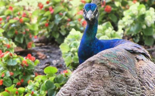 image همه آنچه که باید درباره پرنده زیبای طاووس بدانید
