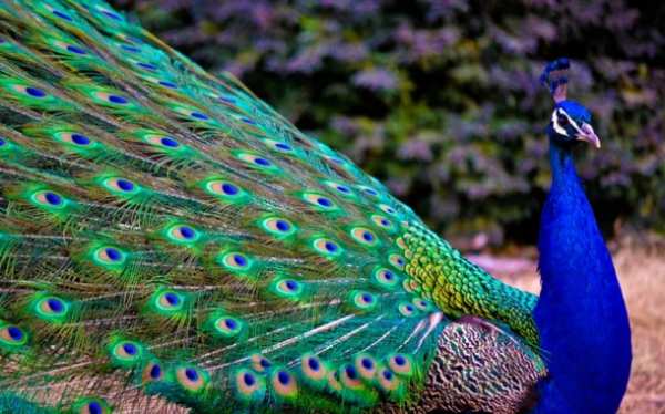 image همه آنچه که باید درباره پرنده زیبای طاووس بدانید