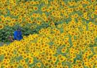 image عکس زیبای مزرعه گل آفتابگردان در آلمان
