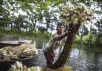 image مرد هندی در حال جمع آوری گل نیلوفرآبی بنگلادش