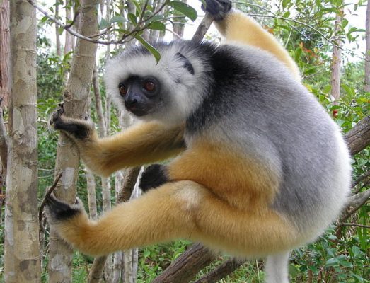image مقاله جالب و خواندنی درباره میمون ها با تصاویر دیدنی