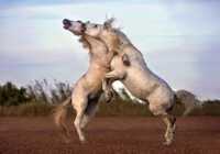 image عکسی زیبا از نزاع دو اسب بر سر قلمرو در جنوب فرانسه