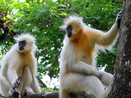 image مقاله جالب و خواندنی درباره میمون ها با تصاویر دیدنی
