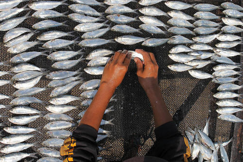 image عکسی دیدنی از خشک کردن ماهی در فیلیپین