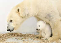 image خرس قطبی زیبا با توله اش در باغ وحش آلمان