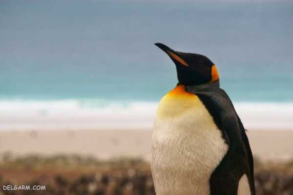 image عکس های بامزه از پنگوئن