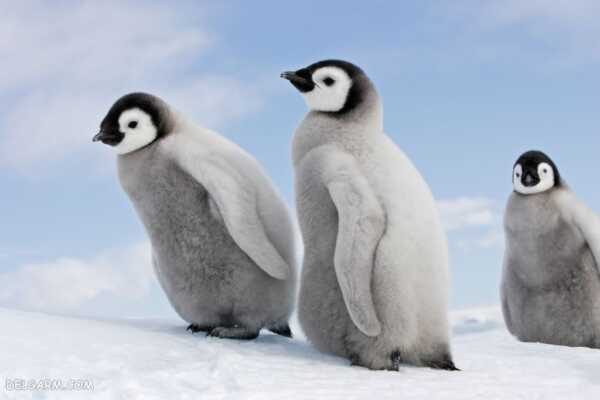 image عکس های بامزه از پنگوئن