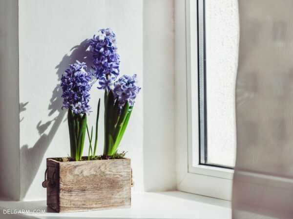 image تصاویر دیدنی و بهاری از گل های سنبل