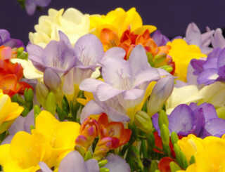 image عکس و مشخصات کامل گل های فصل بهار