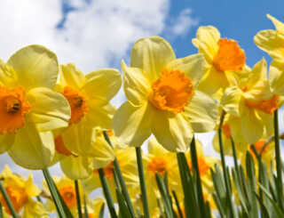 image عکس و مشخصات کامل گل های فصل بهار