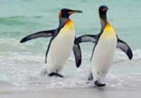 image اطلاعات جالب و خواندنی درباره پنگوئن ها