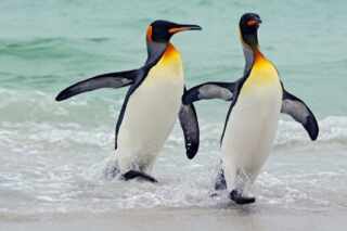image اطلاعات جالب و خواندنی درباره پنگوئن ها