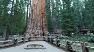 image عکس و مشخصات قدیمی ترین درخت های جهان