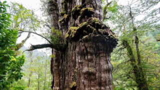 image عکس و مشخصات قدیمی ترین درخت های جهان