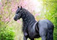image عکس های دیدنی از زیباترین اسب در دنیا